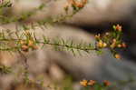 Coastal plain St. Johns wort